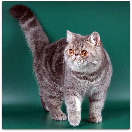 Семейство кошачьх: Порода кошек Экзот